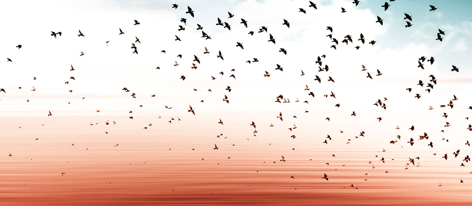 Stylised photograph of flock of flying birds